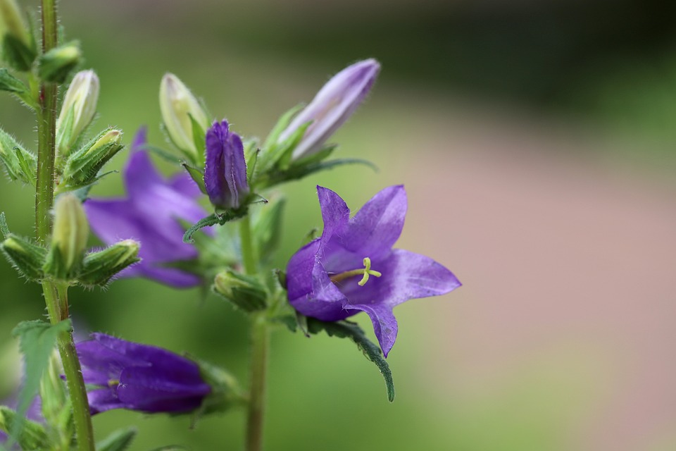 nummer 1 bijenplant voor wilde bijensoorten